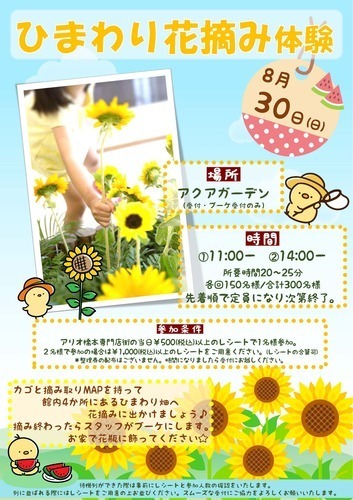 ひまわり花摘み体験