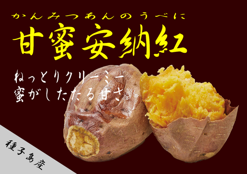 芋庵茅根